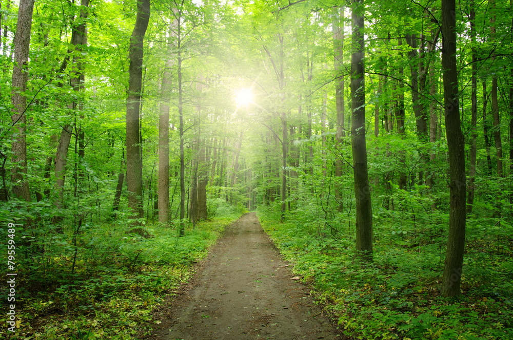 sunlight forest sunlight forest