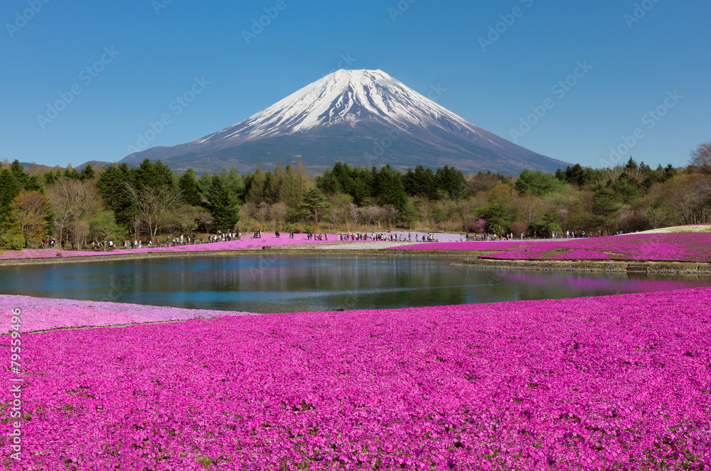 Obraz premium Fuji Shibazakura Festival in Japan