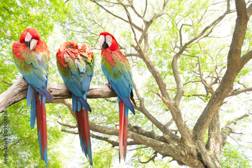 Naklejka premium parrots macaw in theforest