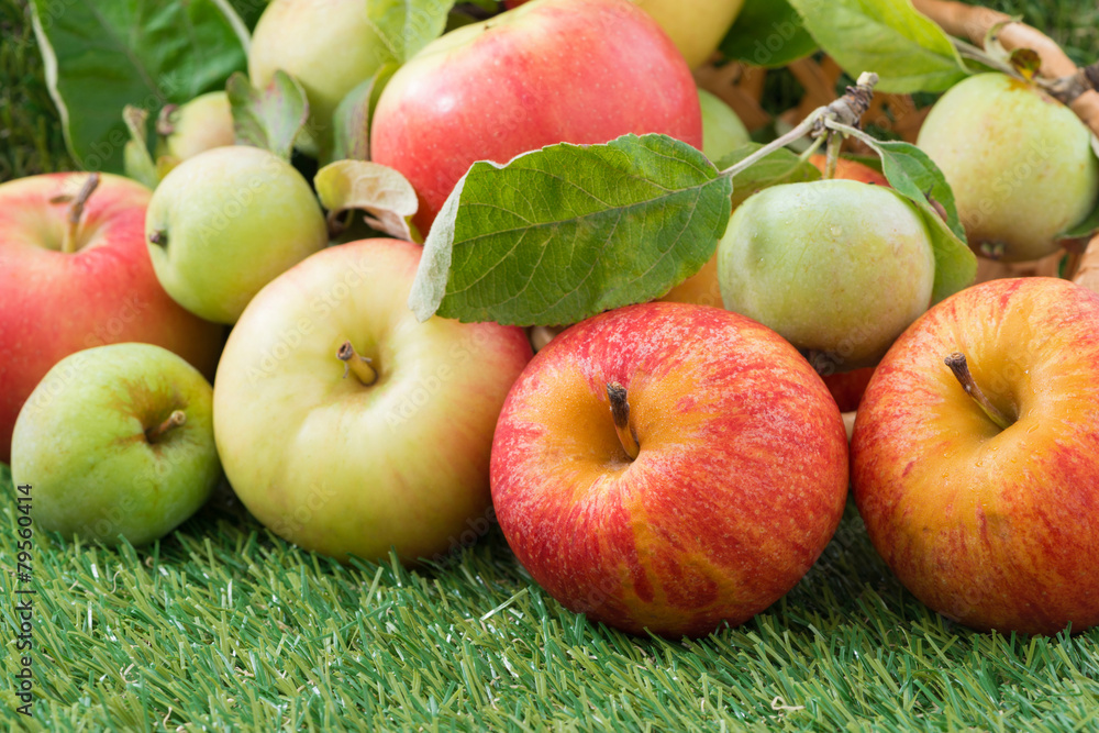 assorted fresh garden apples on green grass assorted fresh garden apples on green grass