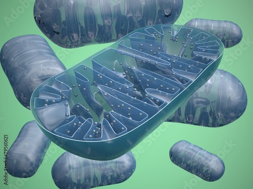 Photos Mitochondria