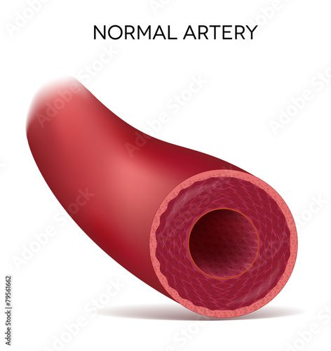 Healthy human elastic artery, detailed illustration