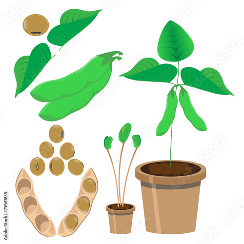 vector illustration of soy bean and plants