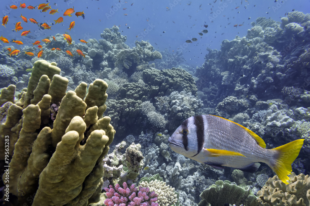 Fototapeta premium Tropical Fish and Coral Reef, Red Sea, Egypt