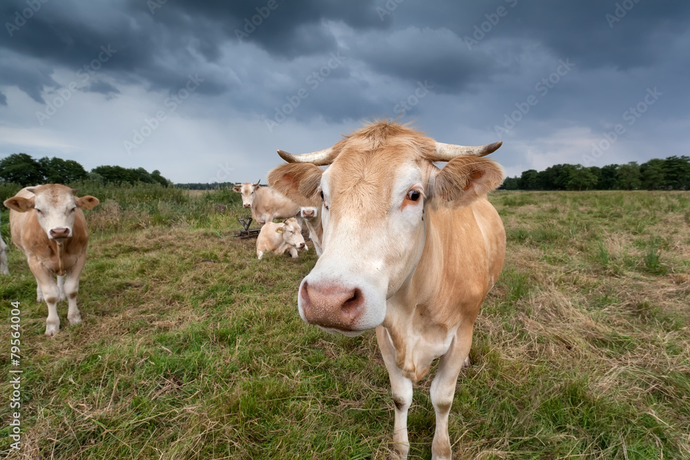cow on pasture close up