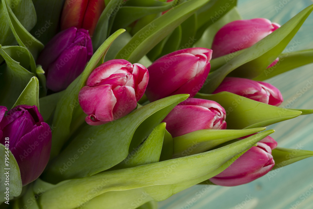 Obraz premium tulips