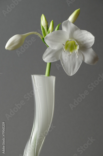 Fototapeta Naklejka Na Ścianę i Meble -  eucharis in weißer vase vor grauem hintergrund