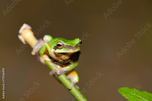 Chirping tree frogs are courting in the forest,Taiwan