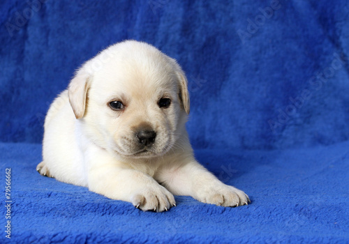little yellow labrador puppy laying on blue background