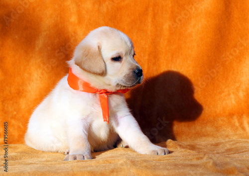 a yellow labrador puppy on orange background