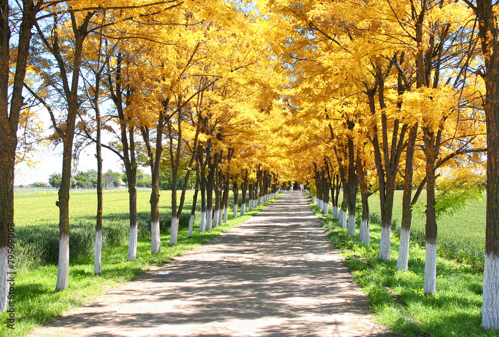 Fototapeta premium Country road