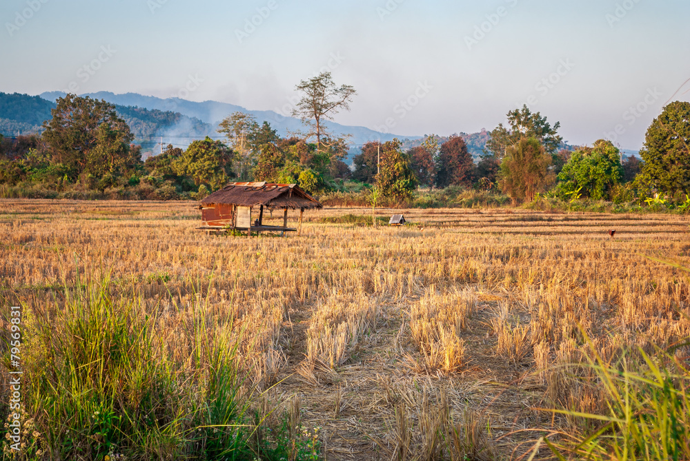 Dried Rice Field with Abandoned Farmer Hut [Soft Focus]