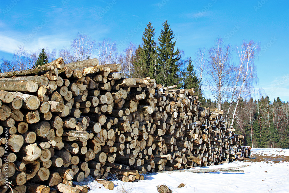 Harvesting timber logs in a forest in winter