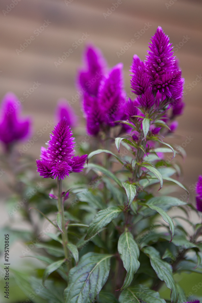 Celosia argentea, Hahnenkamm, Silber-Brandschopf