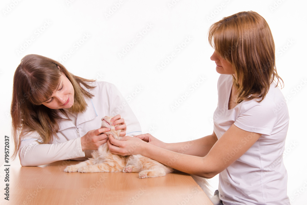 The hostess shows the cat to the vet The hostess shows the cat to the vet