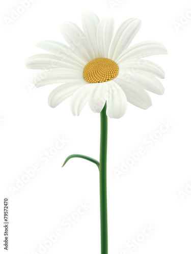 Daisy isolated. Vector illustration