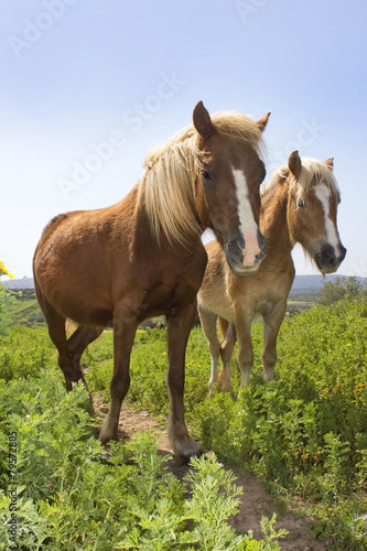 rural landscape with a pair of horses © irisphoto1