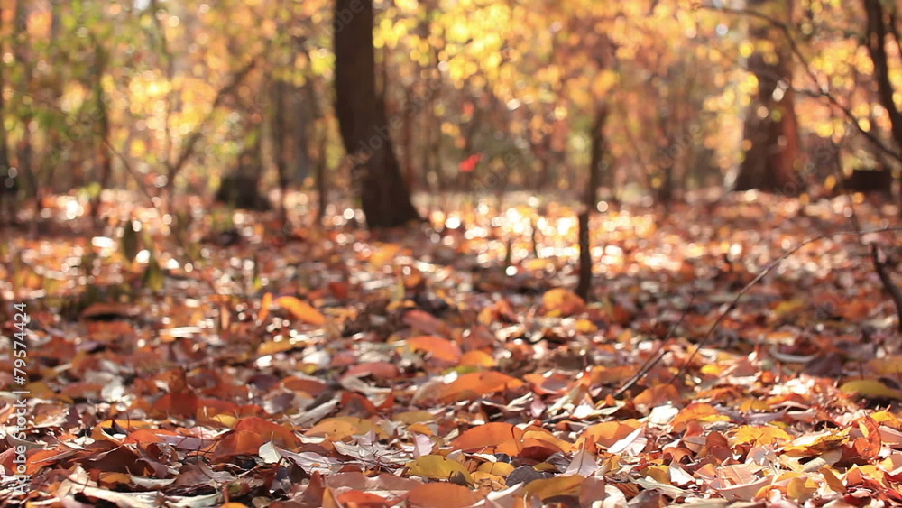 Autumn Beauty of autumn wood. Slider shot Autumn Beauty of autumn wood. Slider shot