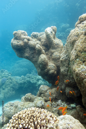 coral reef with exotic fishes anthias - underwater