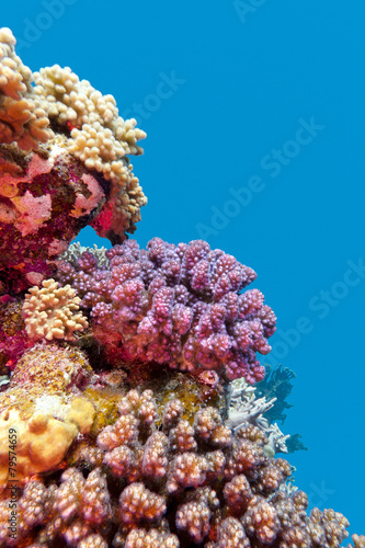 coral reef with violet  corals poccillopora - underwater