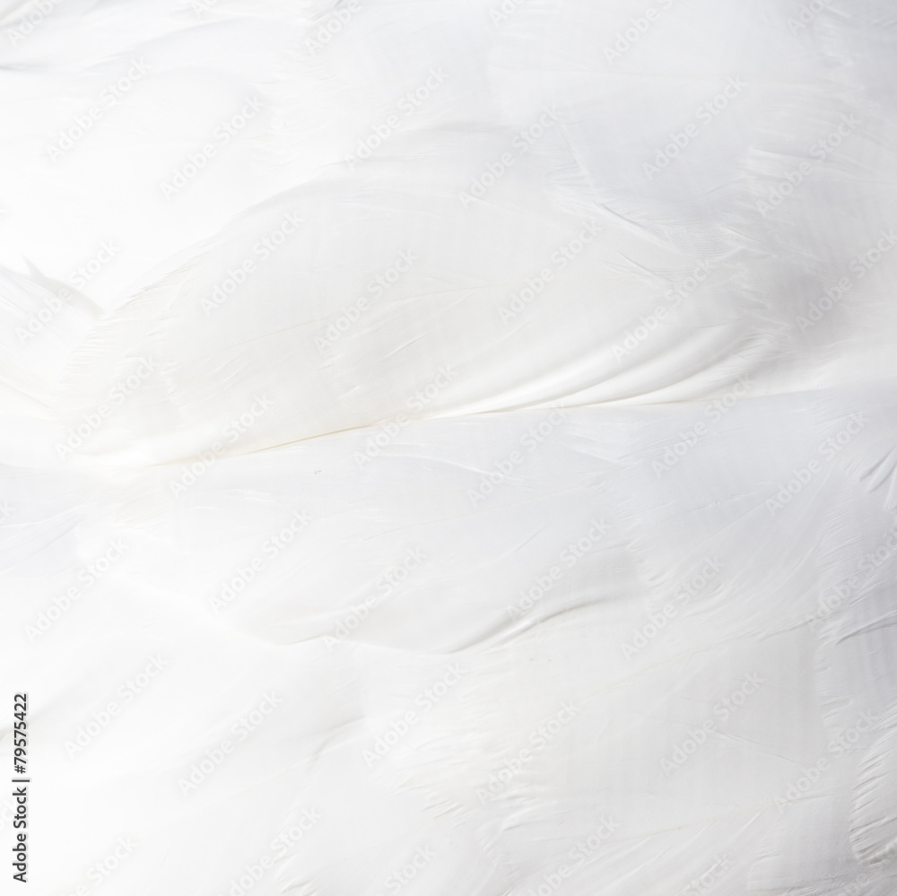 background of white swan feathers background of white swan feathers