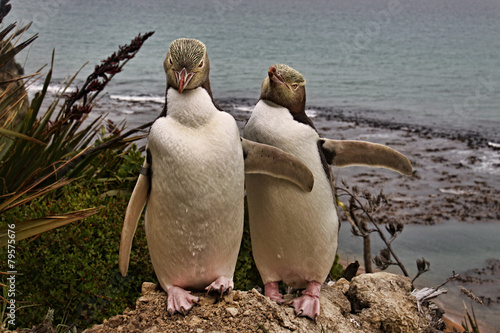Megadyptes antipodes, very rare penguin from New Zealand