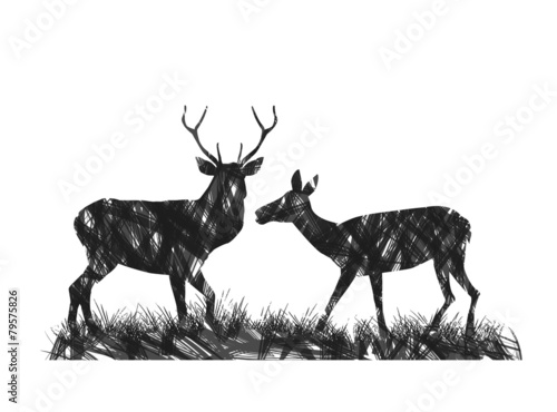 coppia di cervi