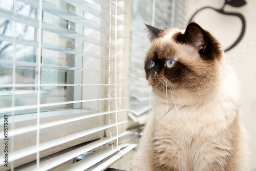 Cat sitting near window blinds