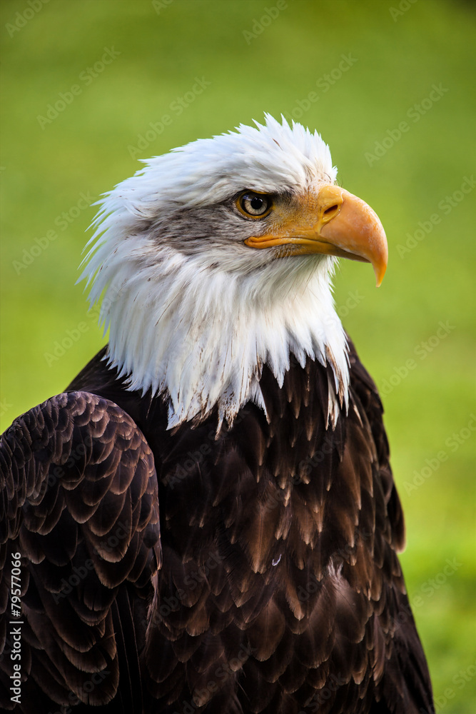 Bald Eagle, Haliaeetus leucocephalus Bald Eagle, Haliaeetus leucocephalus