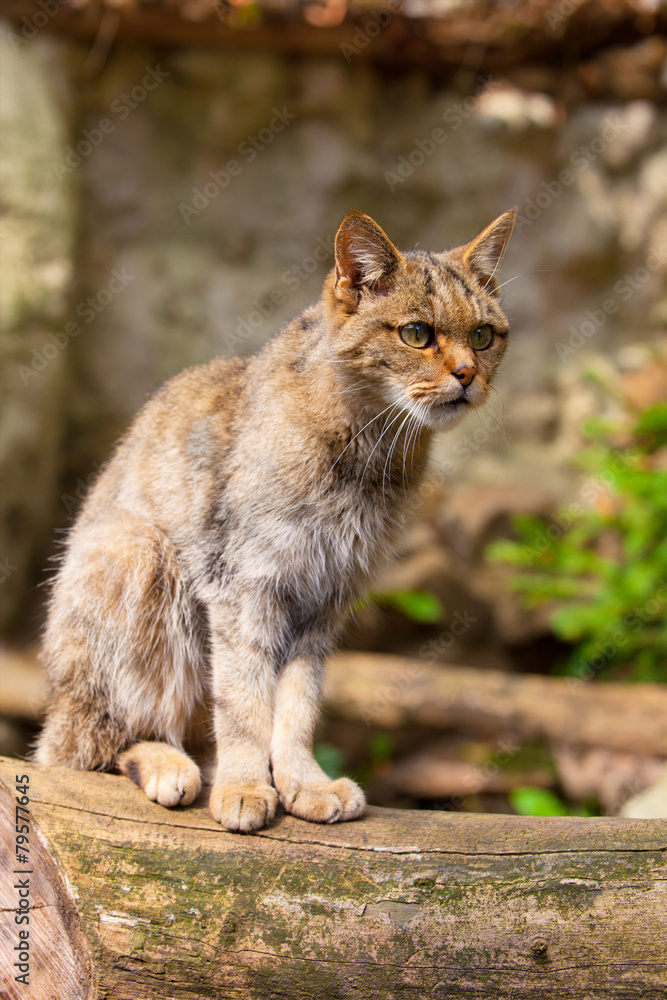 wild cat Felis silvestris wild cat Felis silvestris