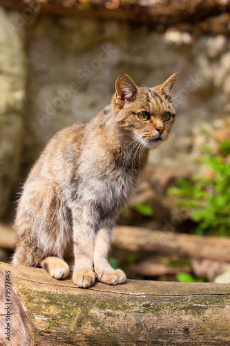 Photography wild cat Felis silvestris
