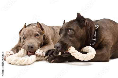 Two pit bull together gnaw rope