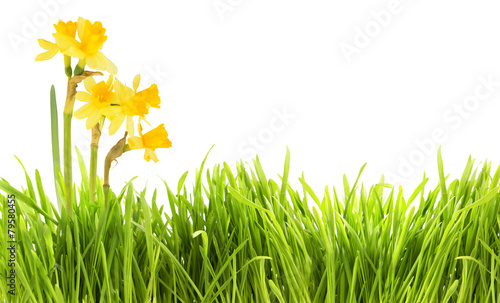 Narcissus and grass background