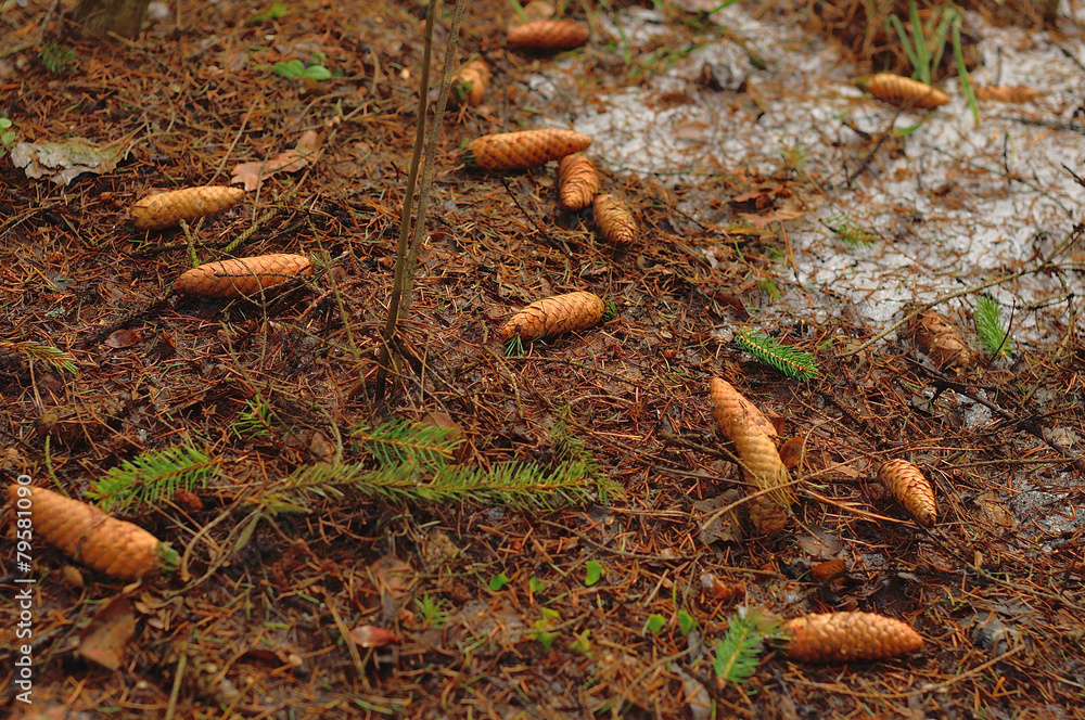 Obraz premium Весна