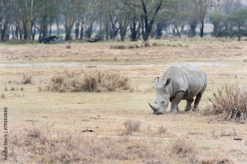 Fototapeta premium Rhino