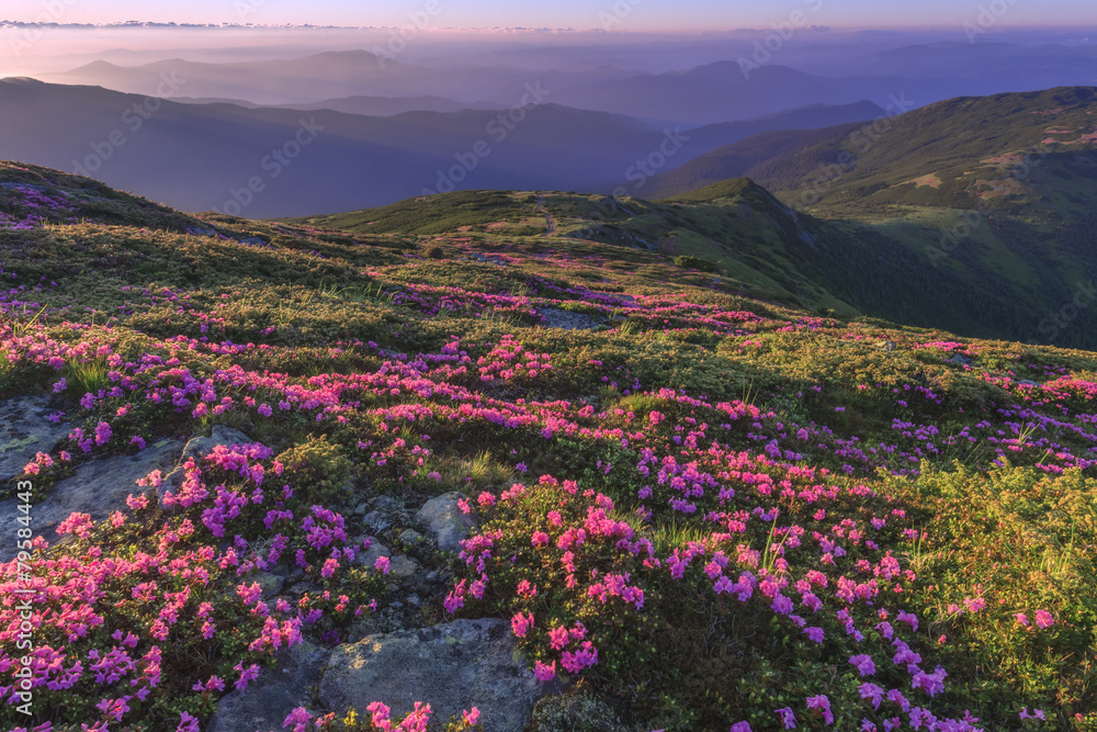 Obraz premium rhododendron