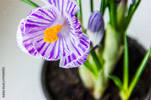 Crocus in flower pot photo