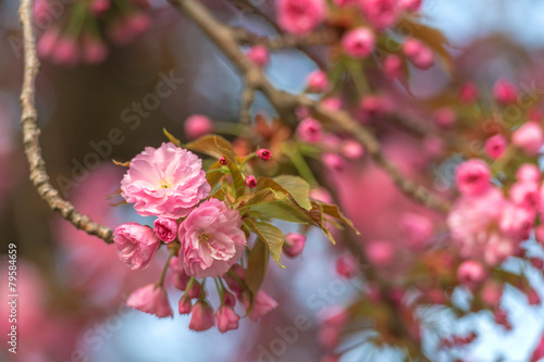 sakura