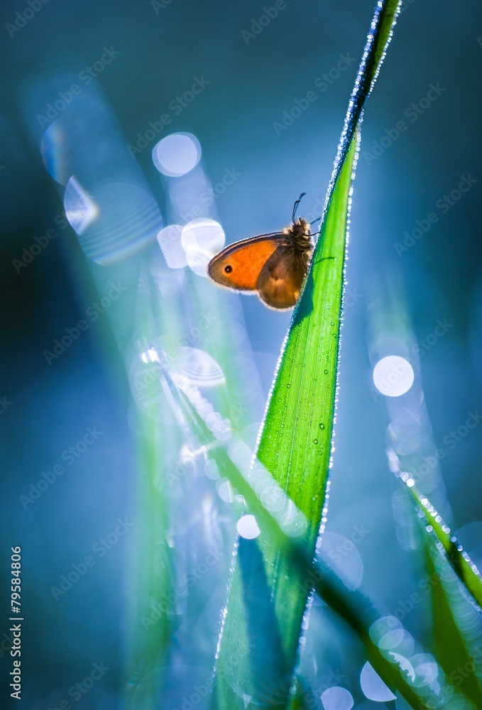Naklejka premium Butterfly in nature sitting on flower