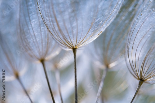 Photos Dandelion seeds in close up