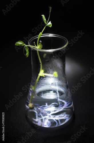 Hydroponic plant culture in conical flask