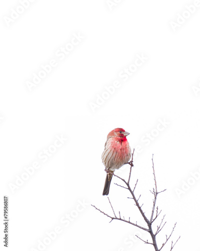 Red-Breasted House Finch photo