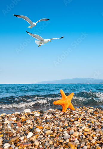 Sea star by the sea and seagulls