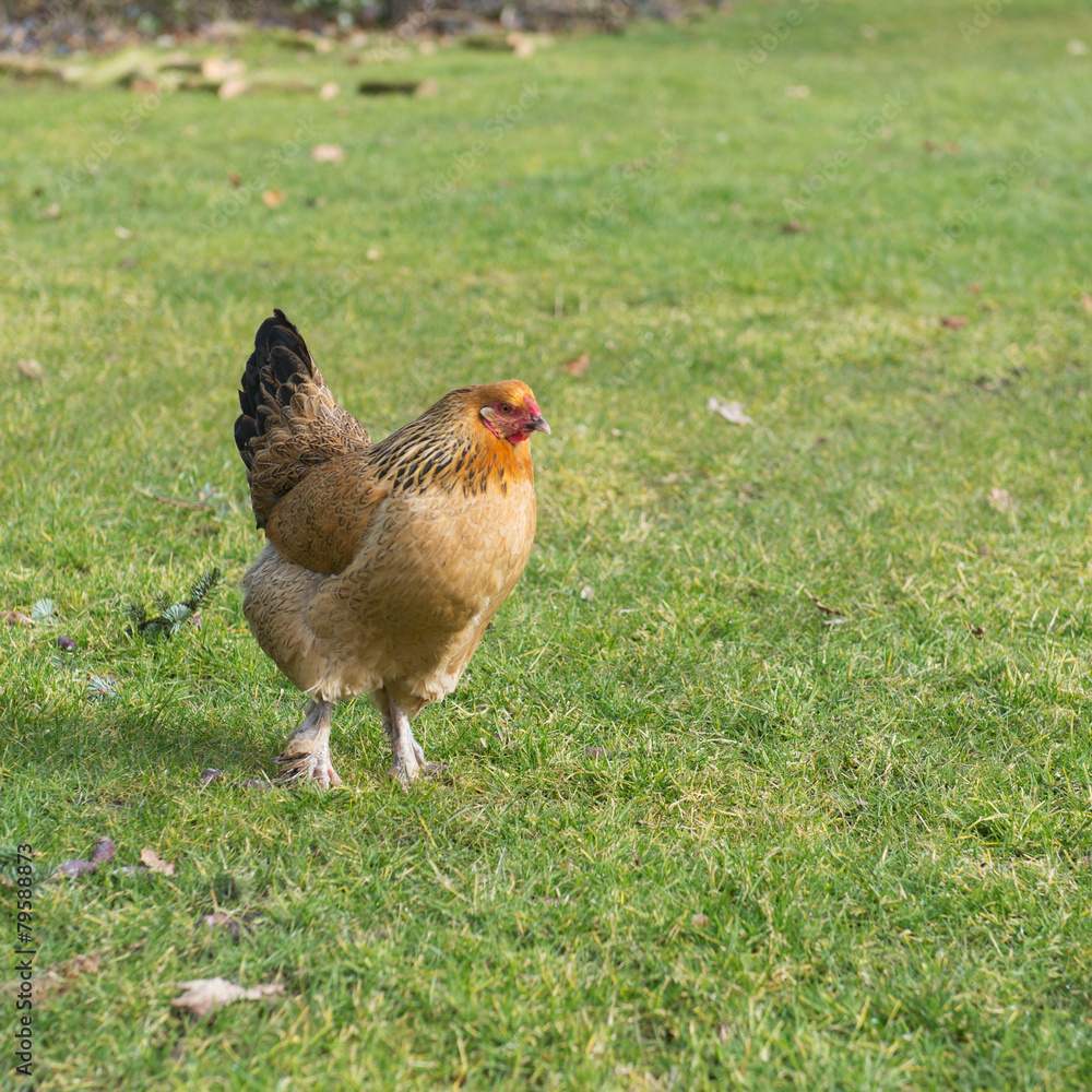 Fototapeta premium Brahma chicken