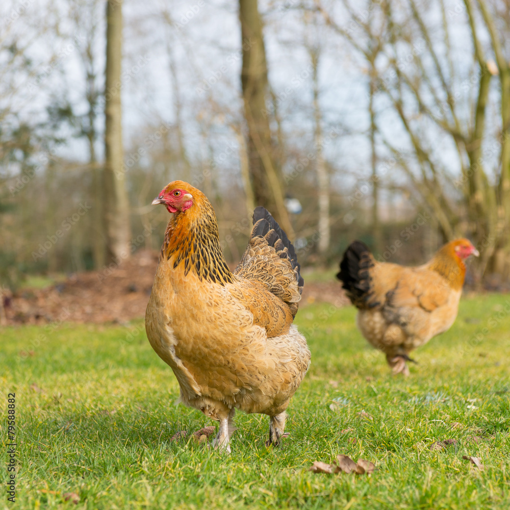 Brahma chickens