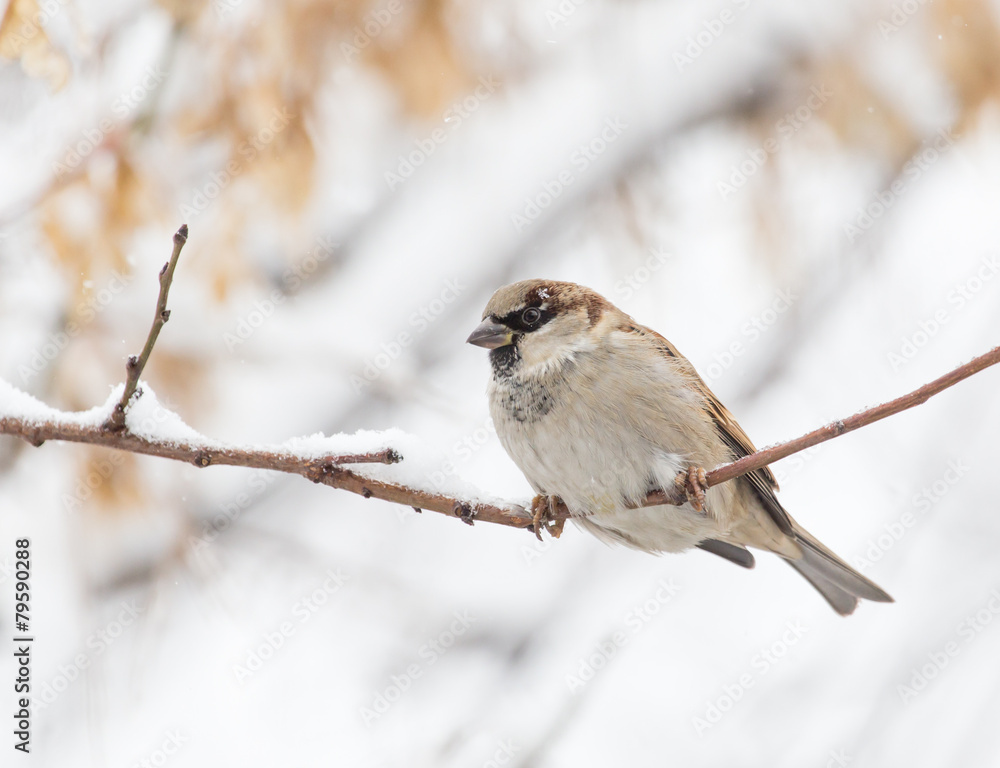 Fototapeta premium Sparrow winter nature