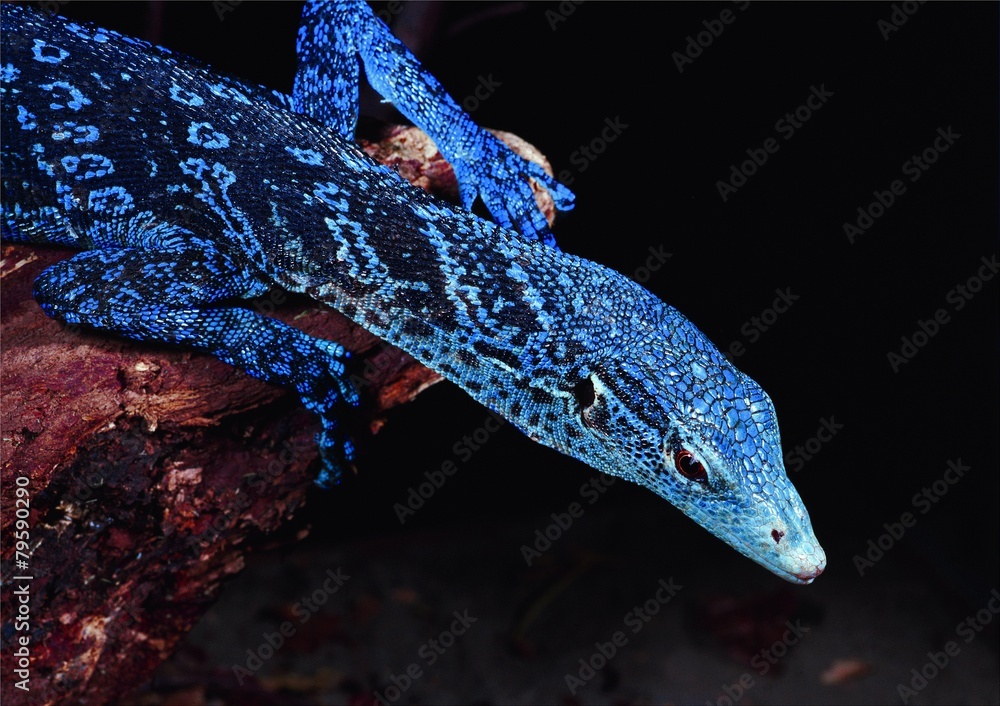 Varanus macraei, Blue Spotted Tree Monitor