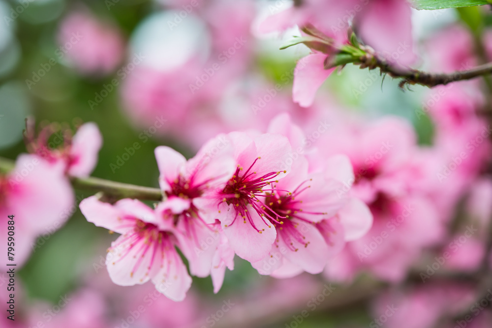 Fresh early spring blooming tree with bokeh background