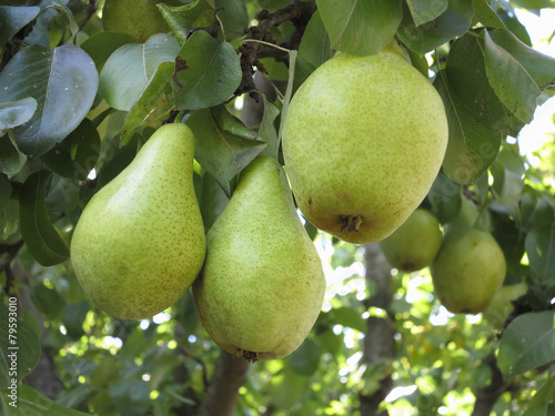 Rich harvest - branch with juicy pears