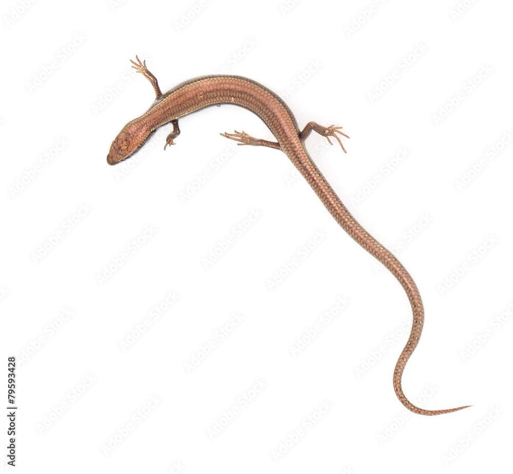 Fototapeta premium lizard on a white background